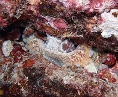 Octopus cyanea