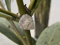 Bembicium auratum