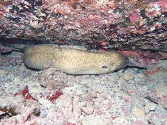 Gymnothorax flavimarginatus