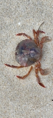 Polybius henslowii