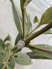 Bembicium auratum
