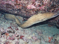 Gymnothorax flavimarginatus