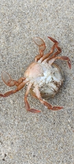 Polybius henslowii