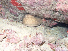 Gymnothorax flavimarginatus