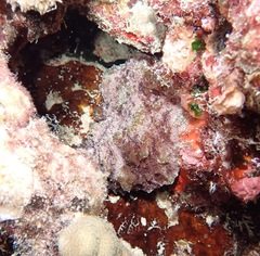 Dolabella auricularia