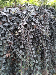 Hedera helix
