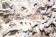 Enchelycore pardalis