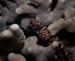 Enchelycore pardalis