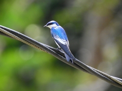 Tachycineta albiventer
