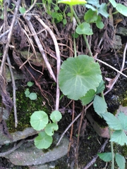 Umbilicus rupestris