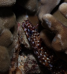 Enchelycore pardalis