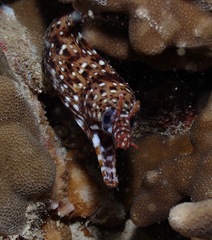 Enchelycore pardalis