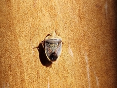 Acledra dimidiaticollis