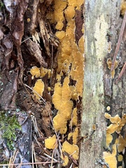 Dacrymyces corticioides