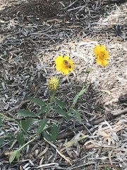 Verbesina encelioides