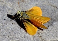 Copaeodes aurantiaca