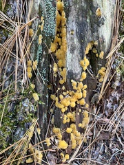 Dacrymyces corticioides