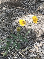 Verbesina encelioides