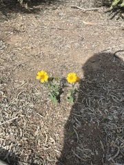 Verbesina encelioides