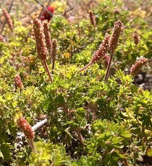 Acalypha radians