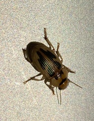 Bradybaenus opulentus