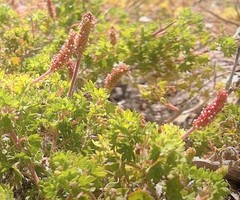 Acalypha radians