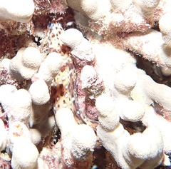 Enchelycore pardalis