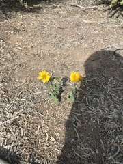 Verbesina encelioides