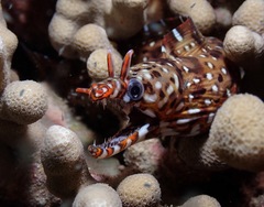 Enchelycore pardalis