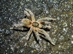 Harpactirella