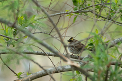 Emberiza elegans
