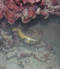 Gymnothorax flavimarginatus