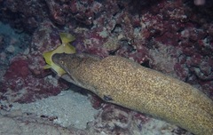 Gymnothorax flavimarginatus