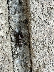 Herpyllinae