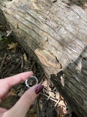 Daedaleopsis confragosa