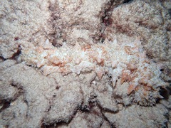 Stichopus