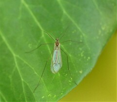Trichocera
