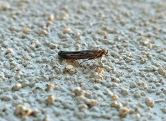 Elasmopalpus lignosella