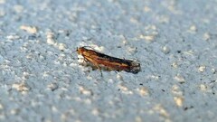 Elasmopalpus lignosella