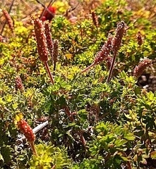 Acalypha radians