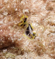 Pseudoceros paralaticlavus