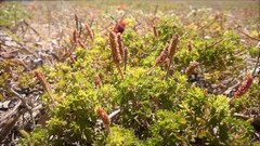 Acalypha radians