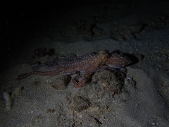 Callistoctopus ornatus