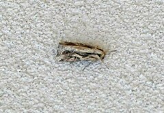 Spodoptera dolichos