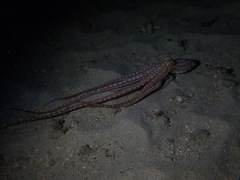 Callistoctopus ornatus