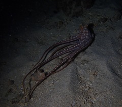Callistoctopus ornatus