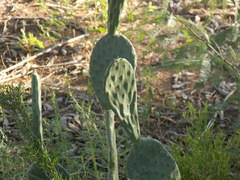 Opuntia laevis