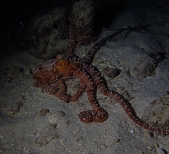 Callistoctopus ornatus