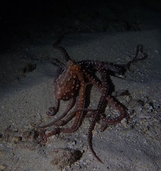 Callistoctopus ornatus