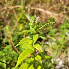 Lobelia cardinalis